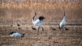 盐城丹顶鹤湿地