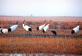 盐城丹顶鹤湿地