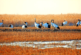 盐城丹顶鹤湿地