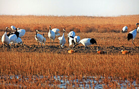 盐城丹顶鹤湿地