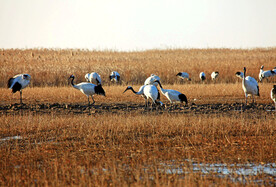盐城丹顶鹤湿地