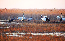 盐城丹顶鹤湿地