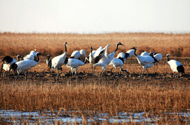 盐城丹顶鹤湿地