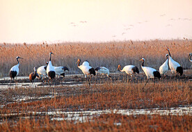 盐城丹顶鹤湿地