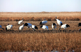 盐城丹顶鹤湿地