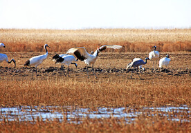 盐城丹顶鹤湿地