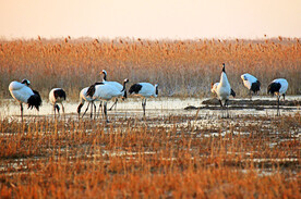 盐城丹顶鹤湿地