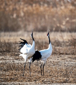 盐城丹顶鹤湿地
