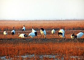 盐城丹顶鹤湿地