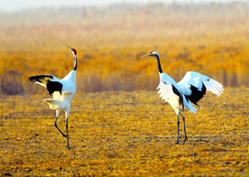 盐城丹顶鹤湿地