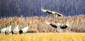盐城丹顶鹤湿地