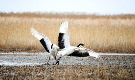 盐城丹顶鹤湿地