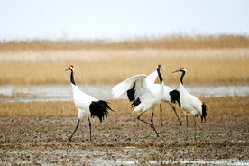 盐城丹顶鹤湿地