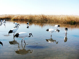 盐城丹顶鹤湿地