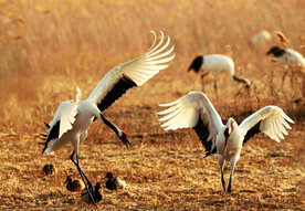 盐城丹顶鹤湿地