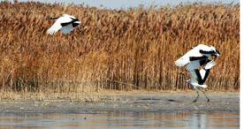 盐城丹顶鹤湿地