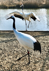 盐城丹顶鹤湿地