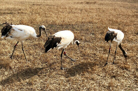 盐城丹顶鹤湿地