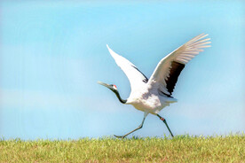 黑龙江扎龙湿地