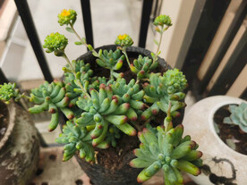 多肉植物盆栽