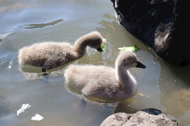 湖面上的小天鹅