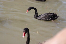 湖面上的黑天鹅和小天鹅