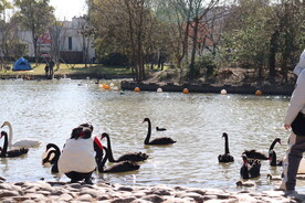湖面上的黑天鹅和小天鹅