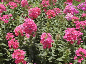 福禄考天蓝绣球