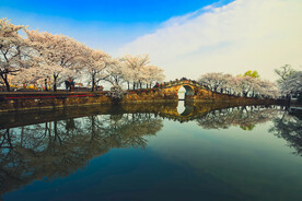 鼋头渚 樱花 春天