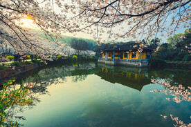 鼋头渚 樱花 春天 三月