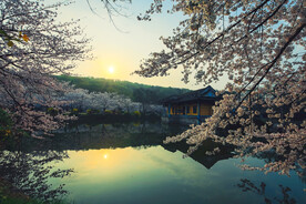 鼋头渚 樱花 春天 三月