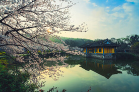 鼋头渚 樱花 春天 三月