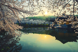 鼋头渚 樱花 春天 三月