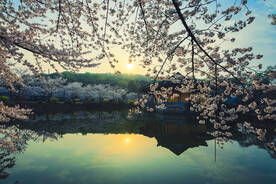 鼋头渚 樱花 春天