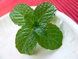 植物高清特写素材