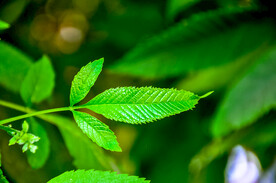 植物叶子高清素材