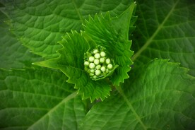 植物叶子高清特写