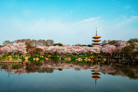 武汉东湖樱花景色