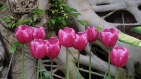 紫红郁金香
