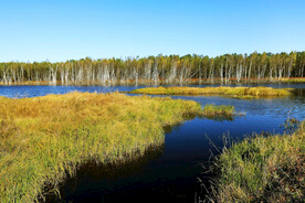 黑龙江伊春乌伊岭湿地公园