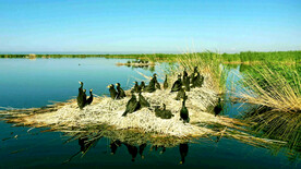 新疆博斯腾湖芦苇湿地