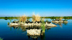 新疆博斯腾湖芦苇湿地