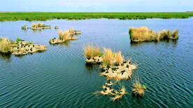 新疆博斯腾湖芦苇湿地