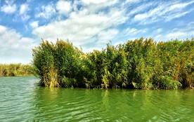 新疆博斯腾湖芦苇湿地