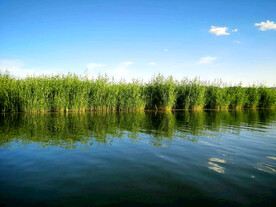 新疆博斯腾湖芦苇湿地