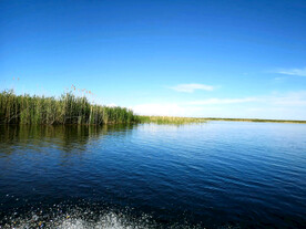 新疆博斯腾湖芦苇湿地