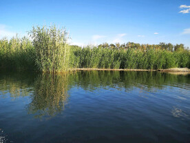新疆博斯腾湖芦苇湿地