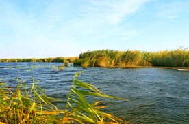 新疆博斯腾湖芦苇湿地