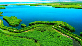 新疆博斯腾湖芦苇湿地