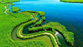 新疆博斯腾湖芦苇湿地